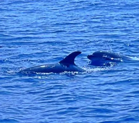 Lobos Bay * Камара-де-Лобуш