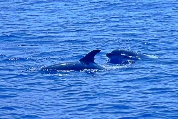 Lobos Bay * Câmara de Lobos